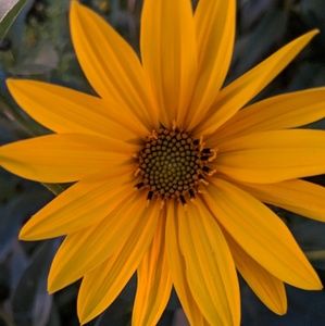 Meet your Posher, Bella